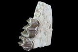 Hyracodon (Running Rhino) Jaw Section - South Dakota #90281-2
